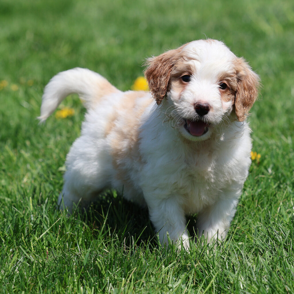 bernedoodle dog
