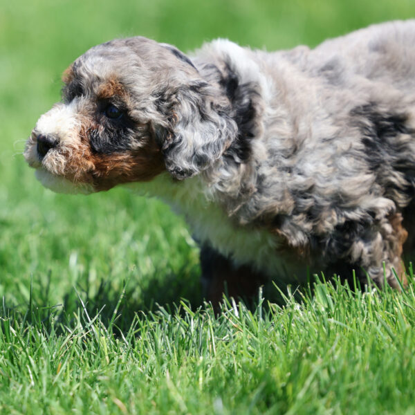 bernedoodle