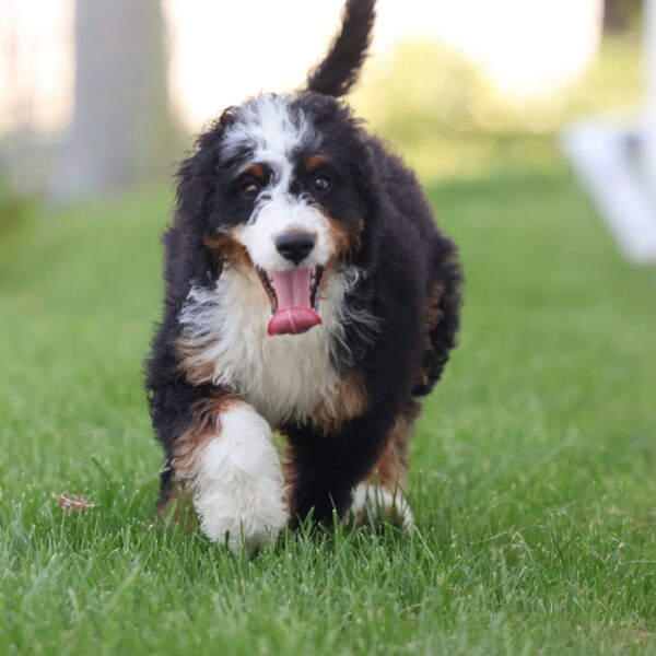 bernedoodle breeder near me