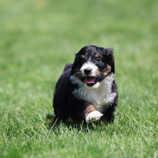 bernedoodle breeders