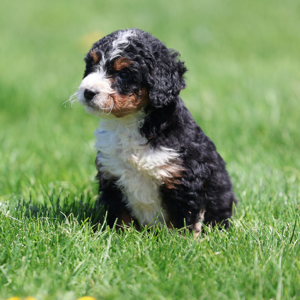 bernedoodle breeders