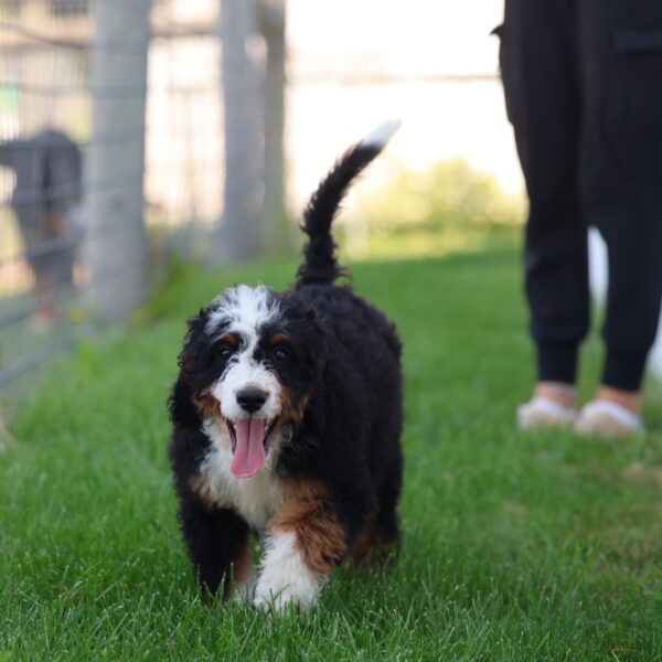 bernedoodle breeders near me