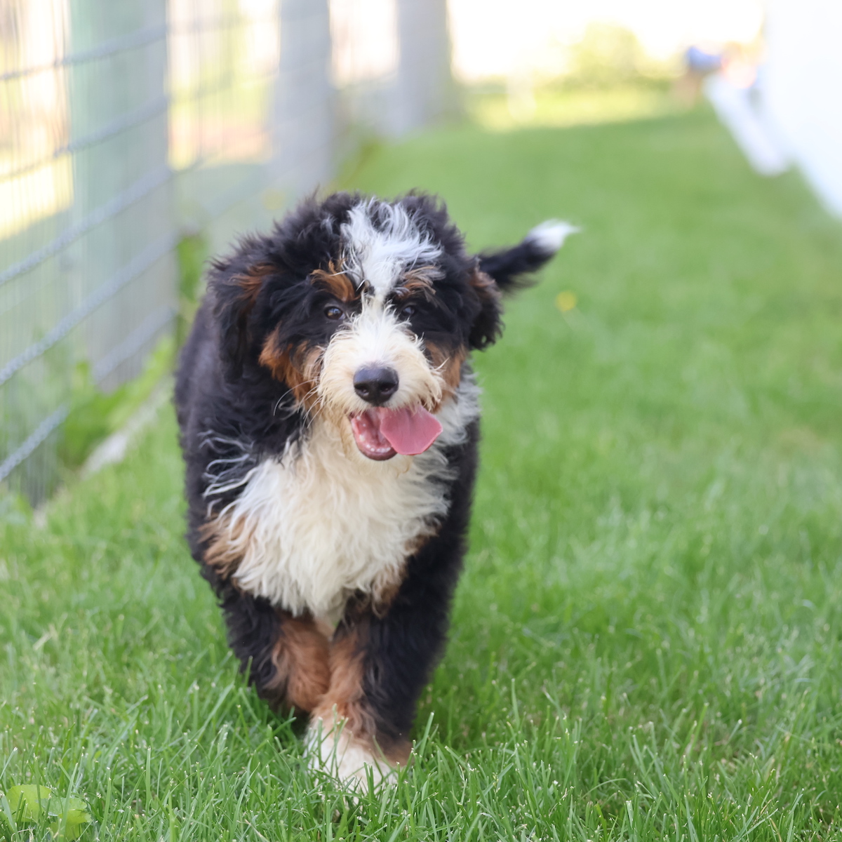 bernedoodle breeders near me