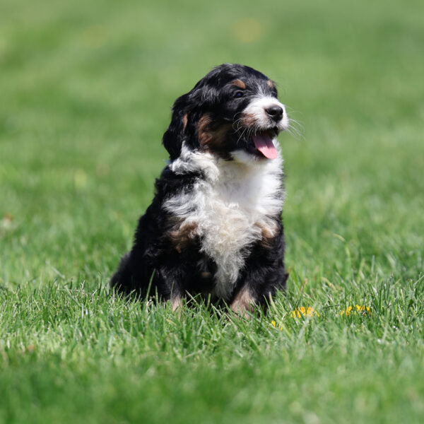 bernedoodle breeders near me