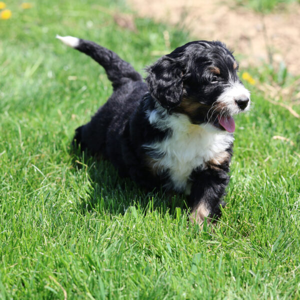 bernedoodle dog