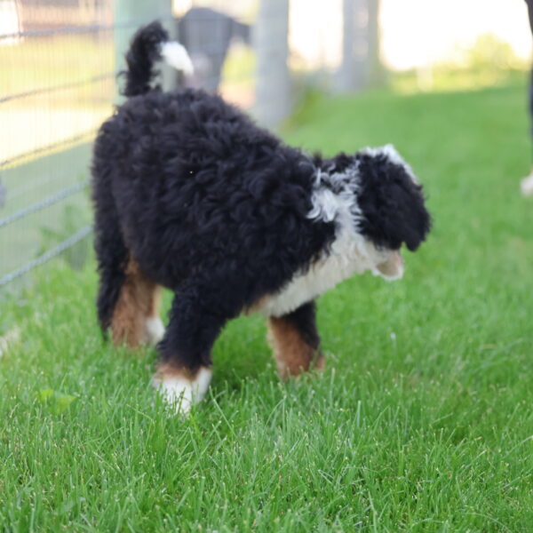 bernedoodle for adoption near me