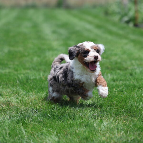 bernedoodle for sale