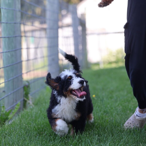 bernedoodle for sale