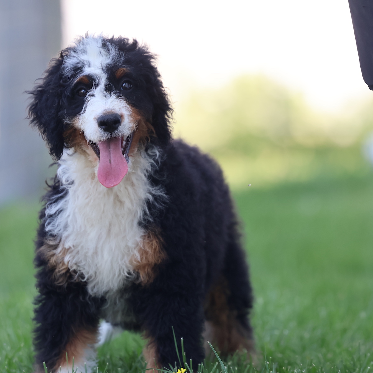 bernedoodle for sale near me