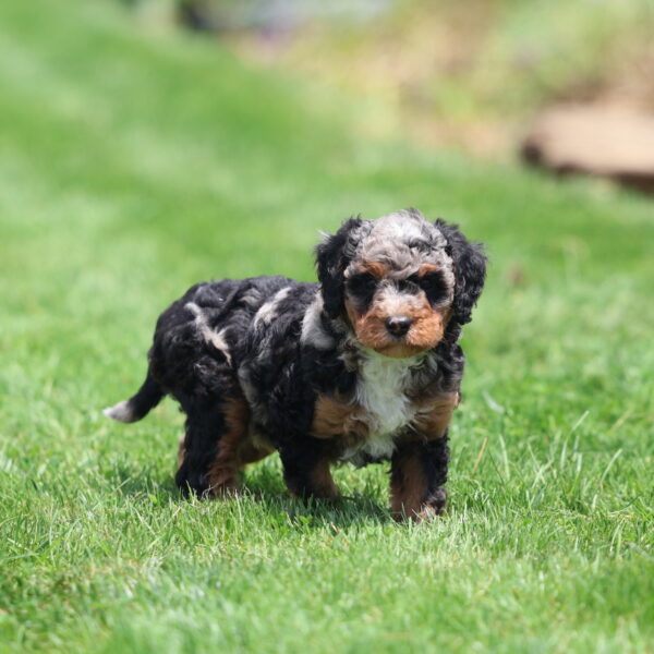bernedoodle hypoallergenic