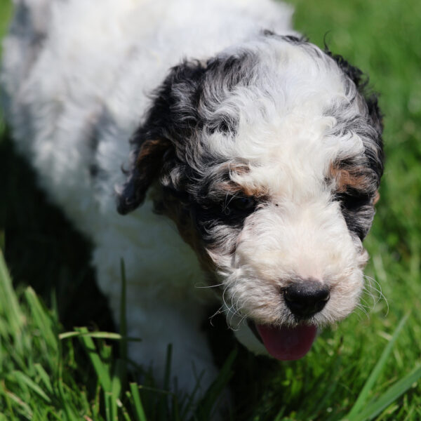bernedoodle merle