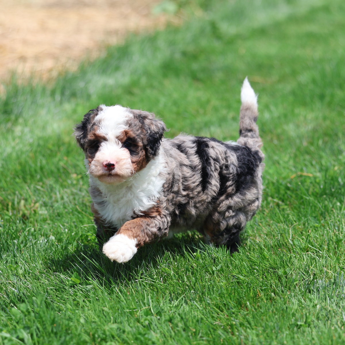bernedoodle merle