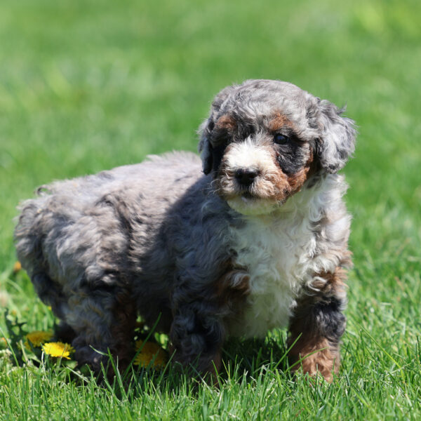 bernedoodle merle