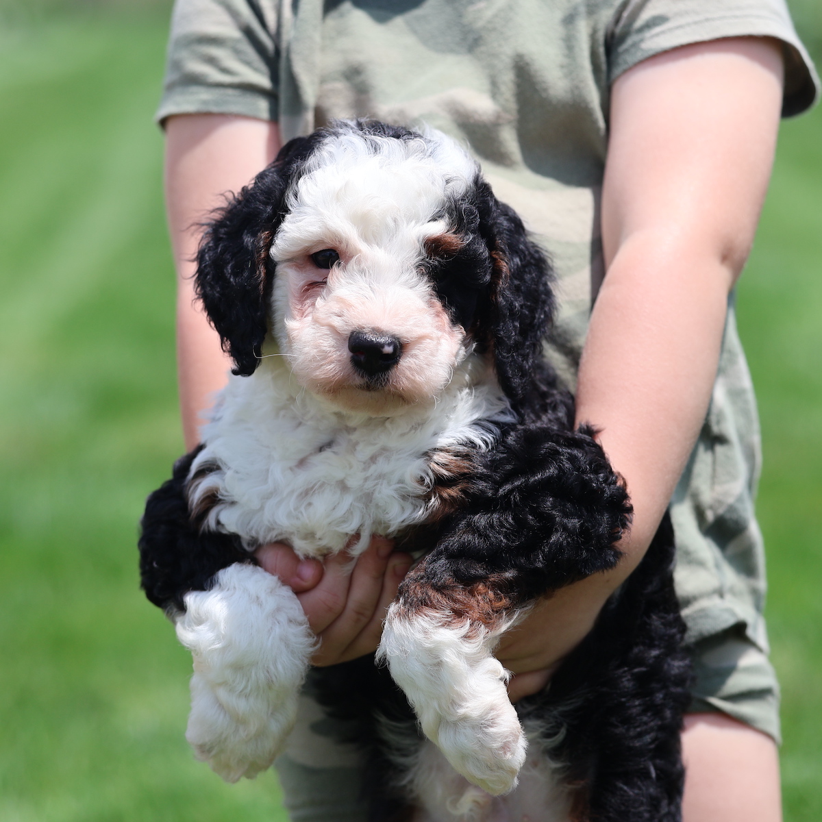 bernedoodle mini