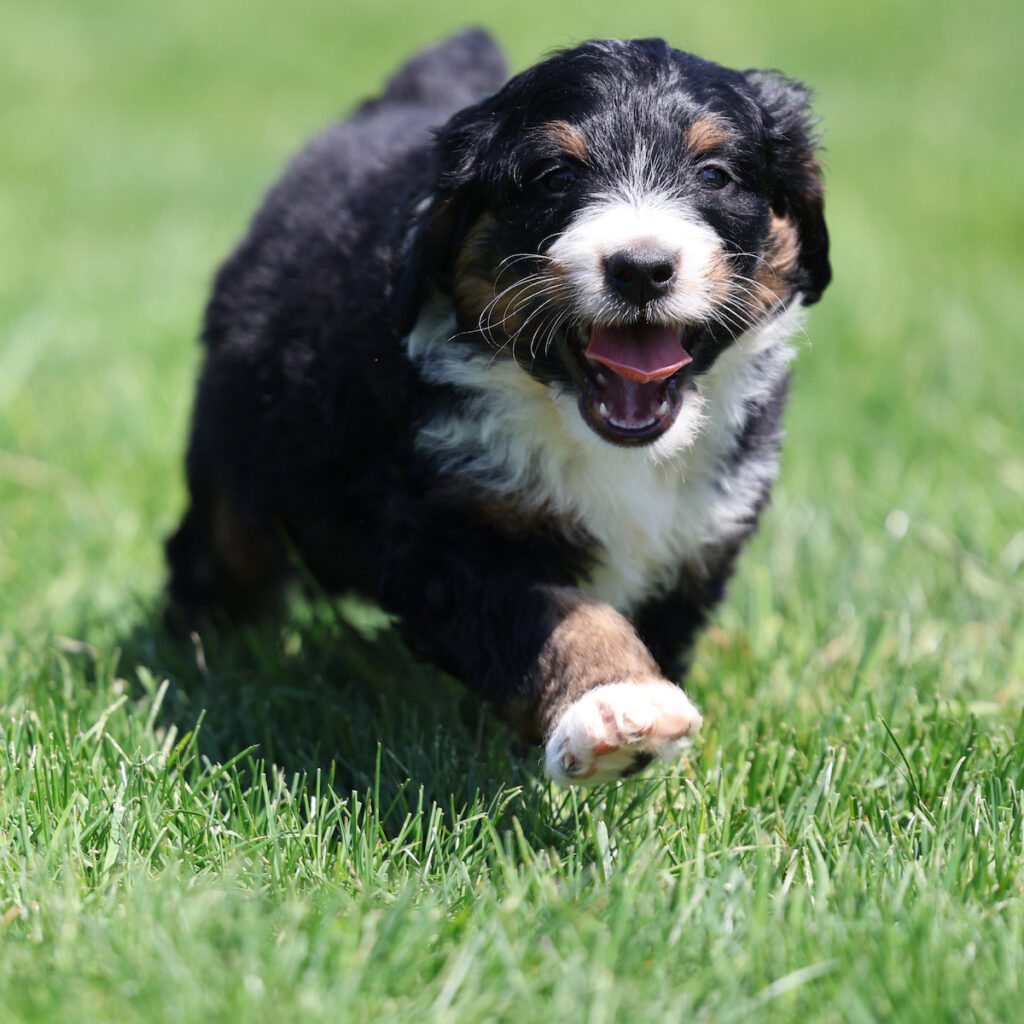 bernedoodle near me