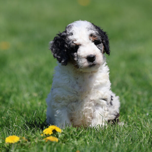 bernedoodle puppies