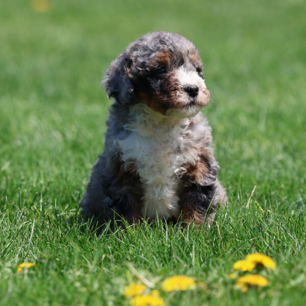 bernedoodle puppies
