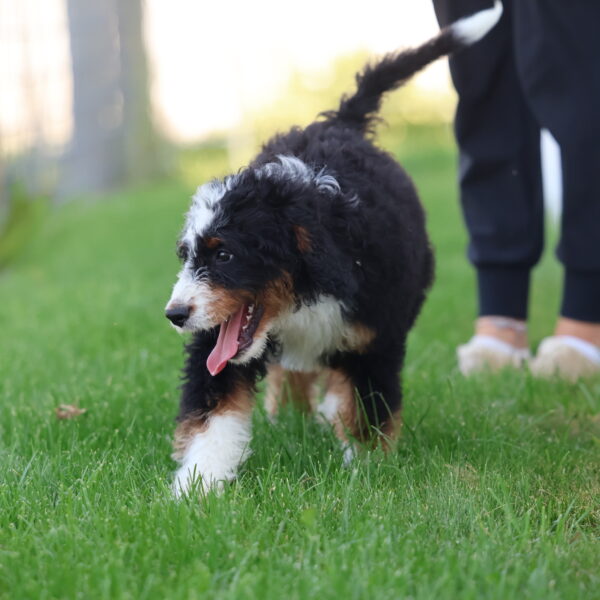 bernedoodle puppies for sale
