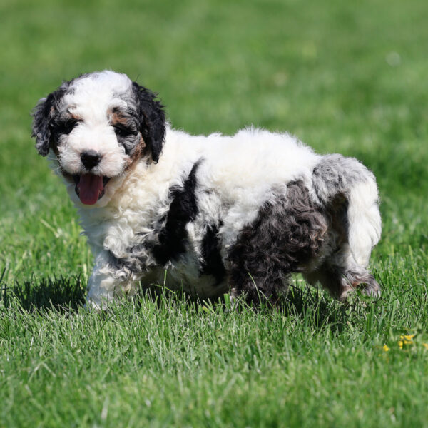 bernedoodle puppies for sale