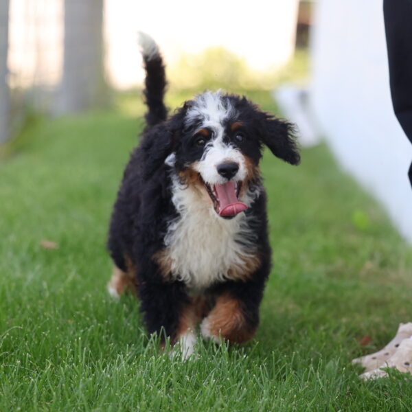 bernedoodle puppies for sale near me