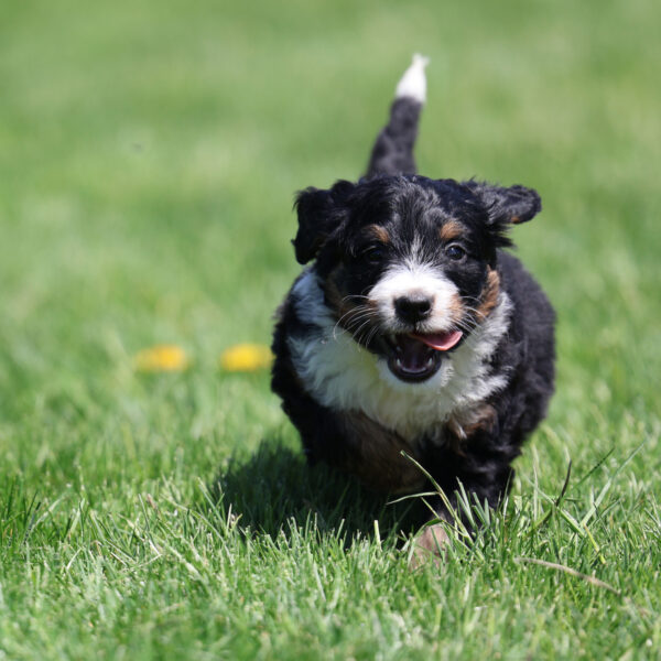 bernedoodle puppies near me