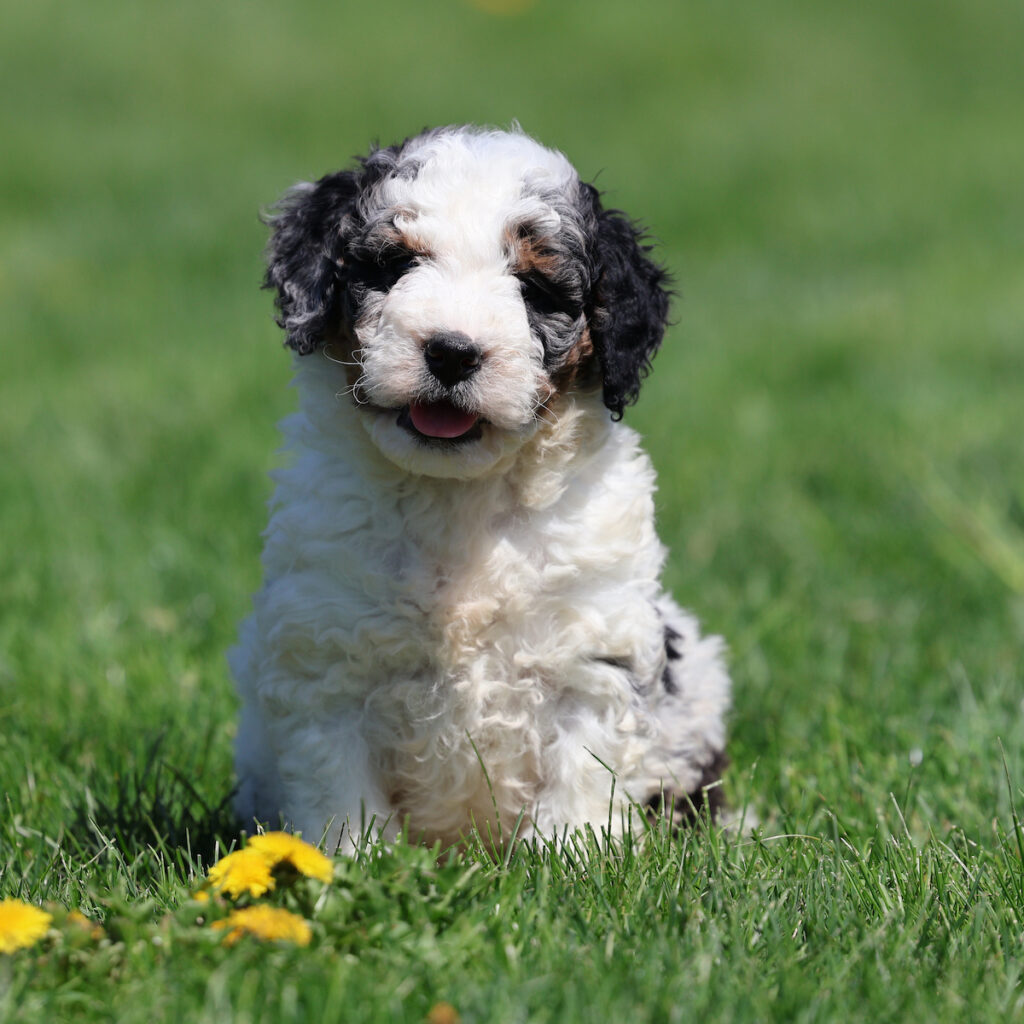 bernedoodle puppies near me