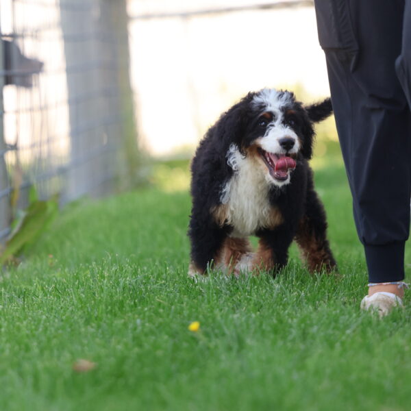 bernedoodle puppies near me
