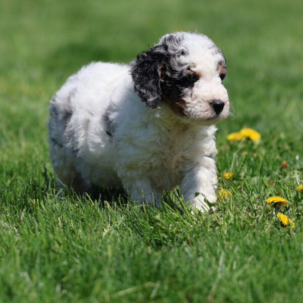 bernedoodle puppies near me(1)