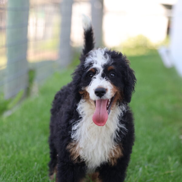 bernedoodle puppies pa