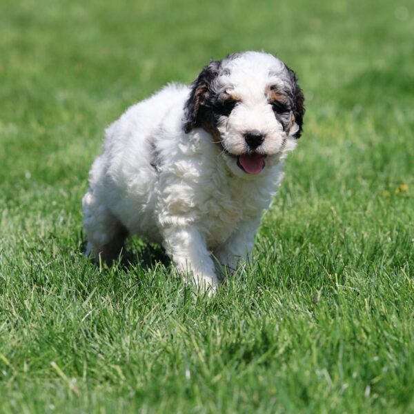 bernedoodle puppies