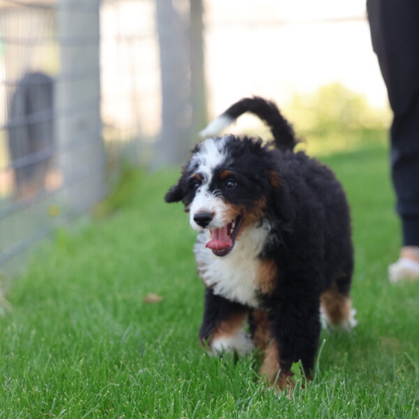 bernedoodle puppy