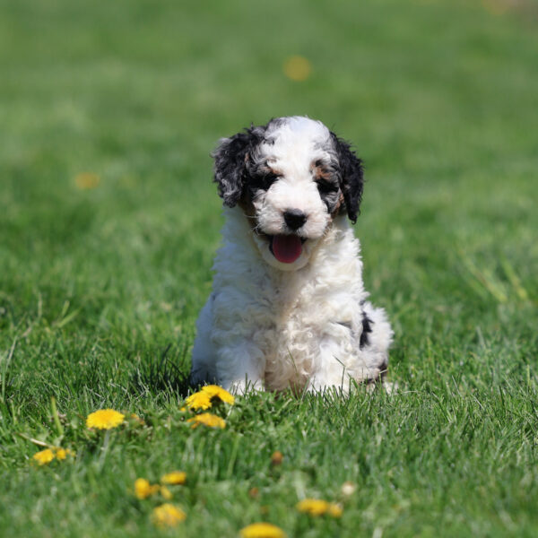 bernedoodles