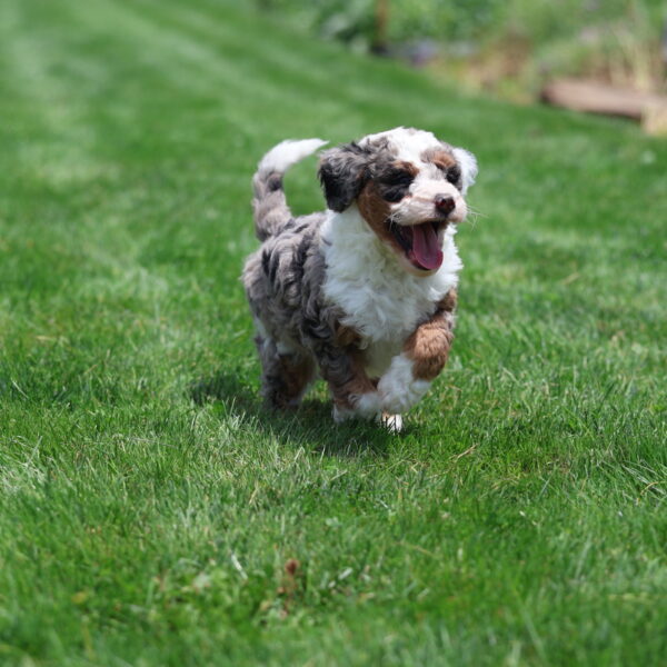 bernedoodles