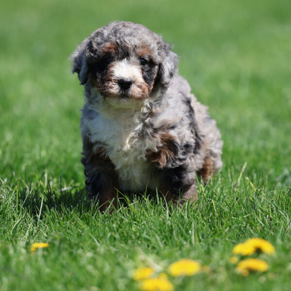 bernedoodle