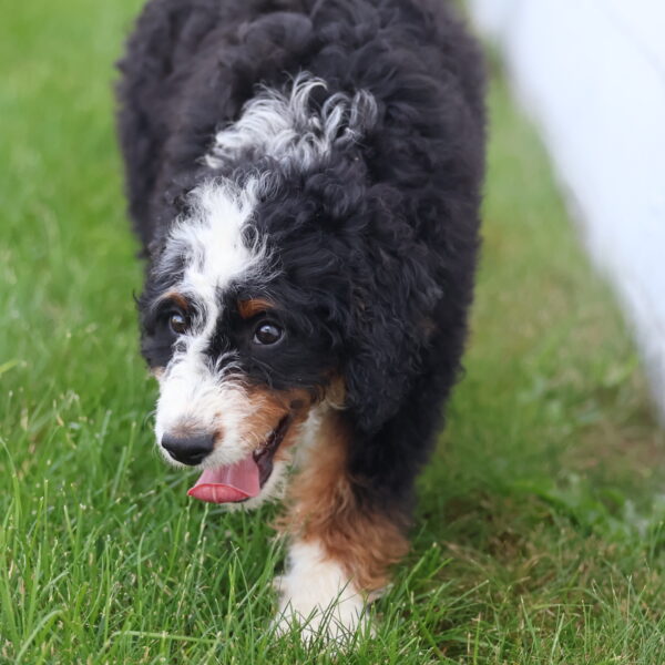 bernedoodles for adoption near me