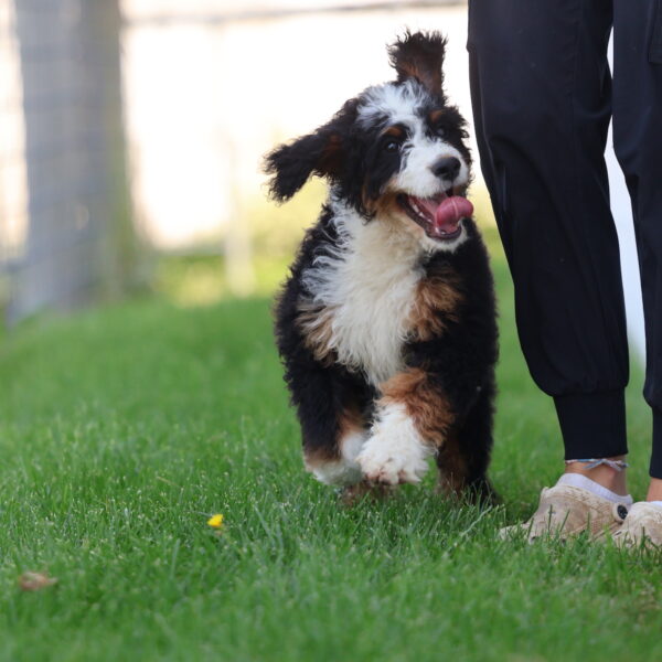 berry patch puppies