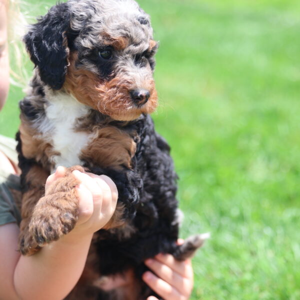 blue merle bernedoodle