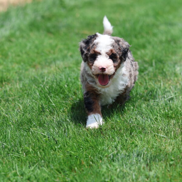 blue merle bernedoodle