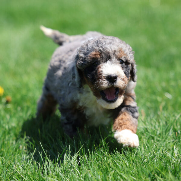 blue merle bernedoodle