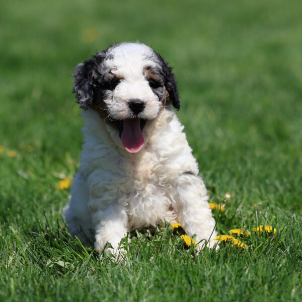 blue merle bernedoodle puppies