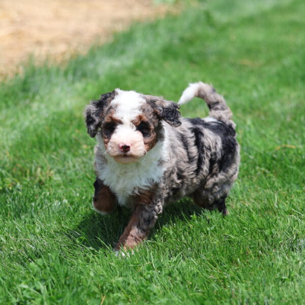 blue merle mini bernedoodle