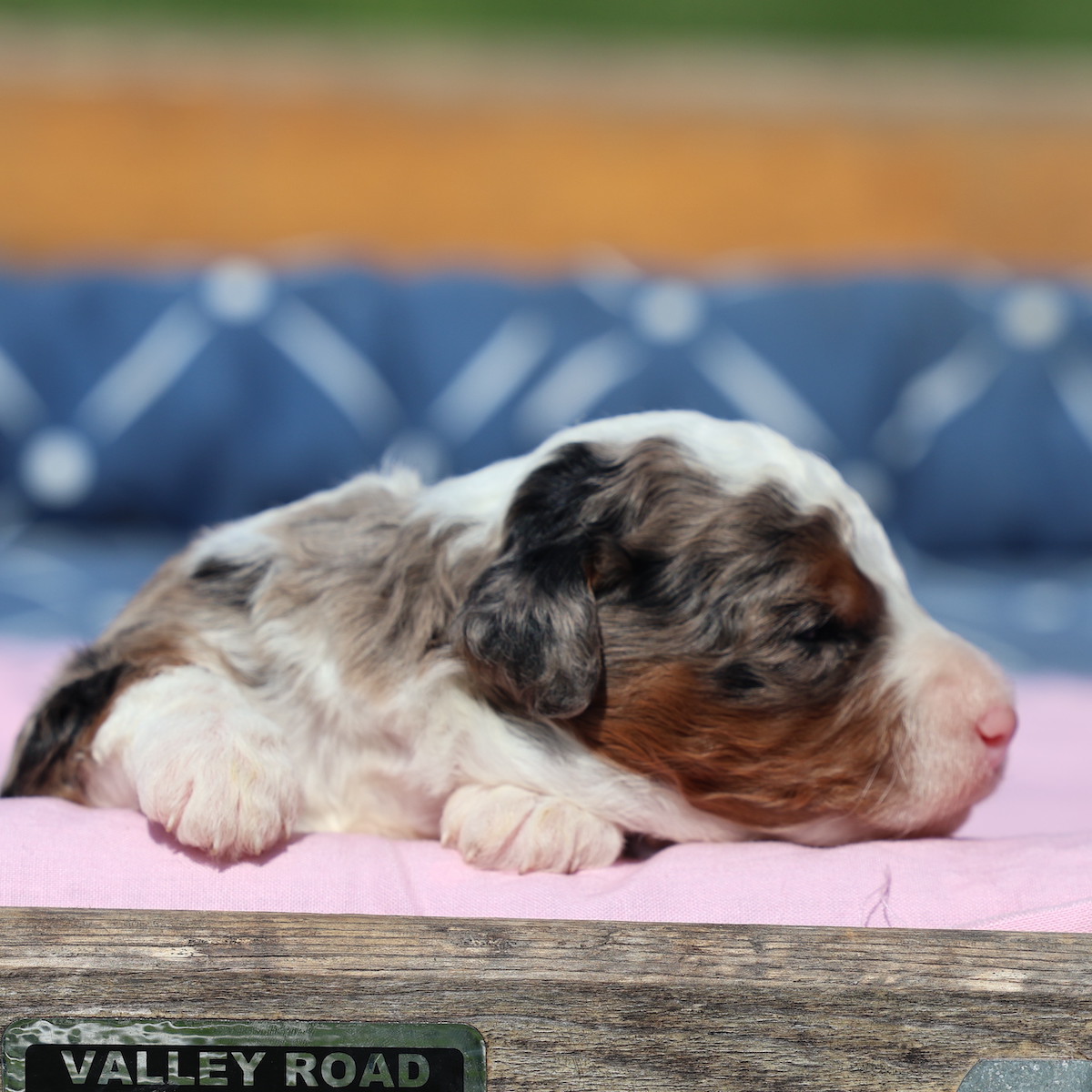 blue merle mini bernedoodle