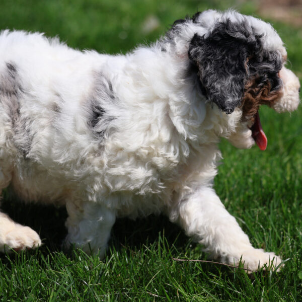 merle bernedoodle