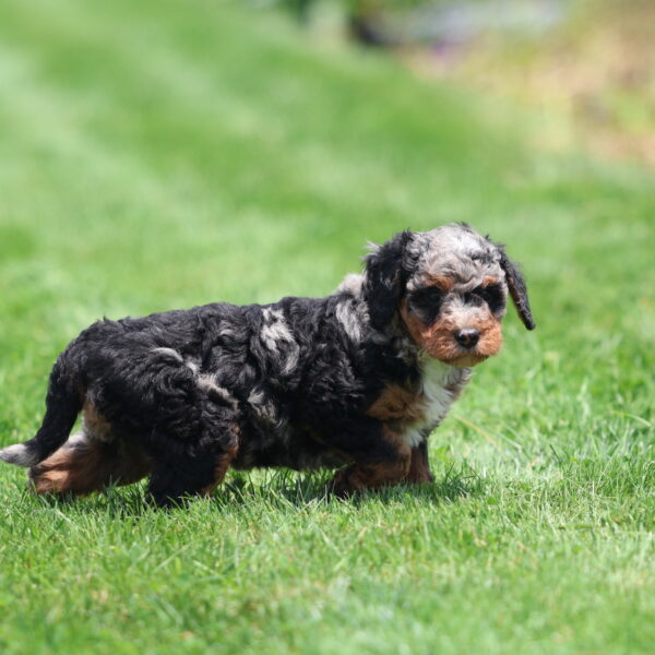 merle bernedoodle
