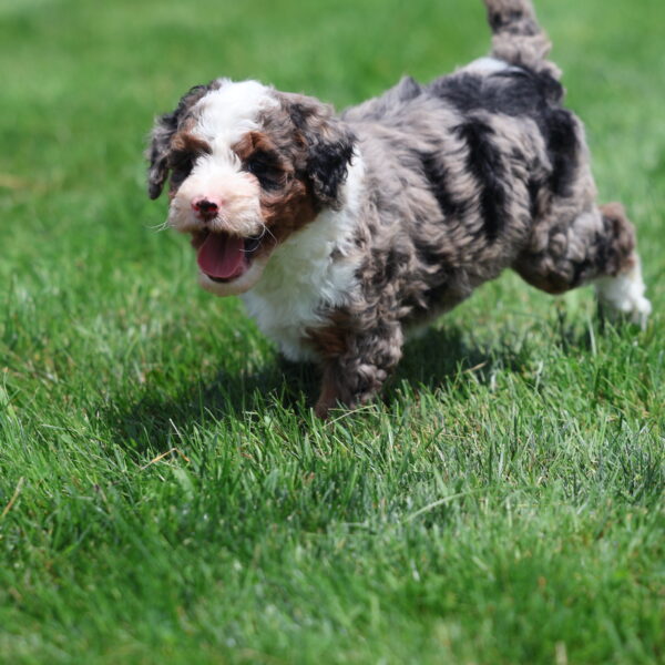 merle bernedoodle