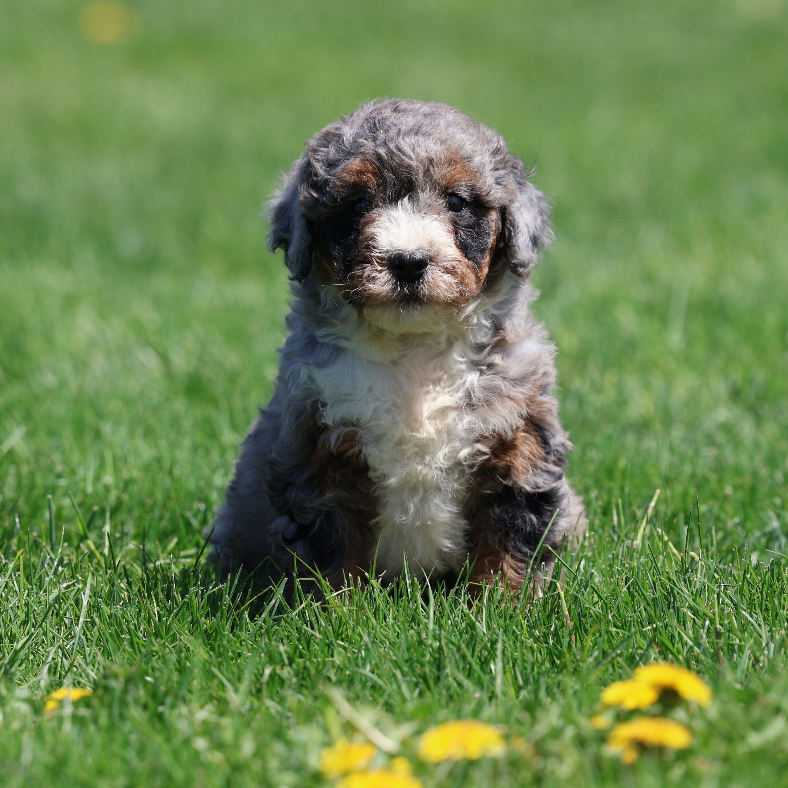 merle bernedoodle