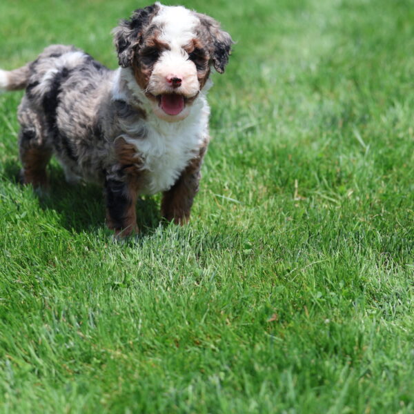 merle puppies