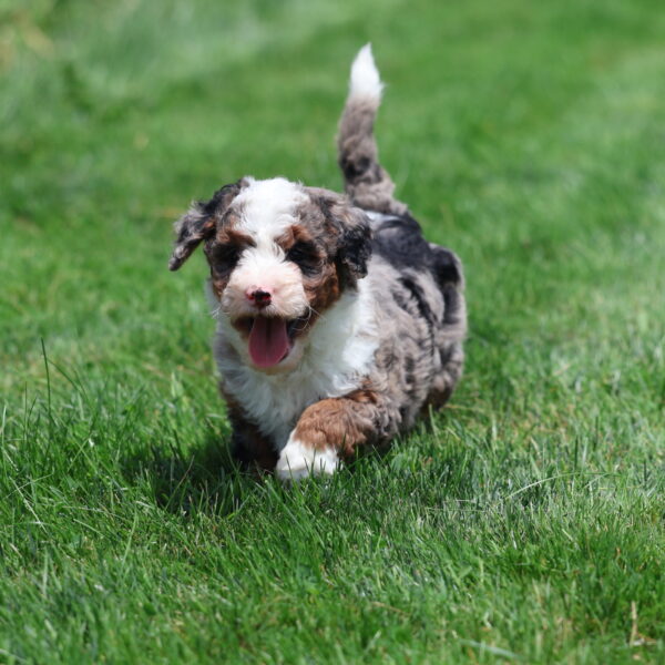 merle puppies for sale