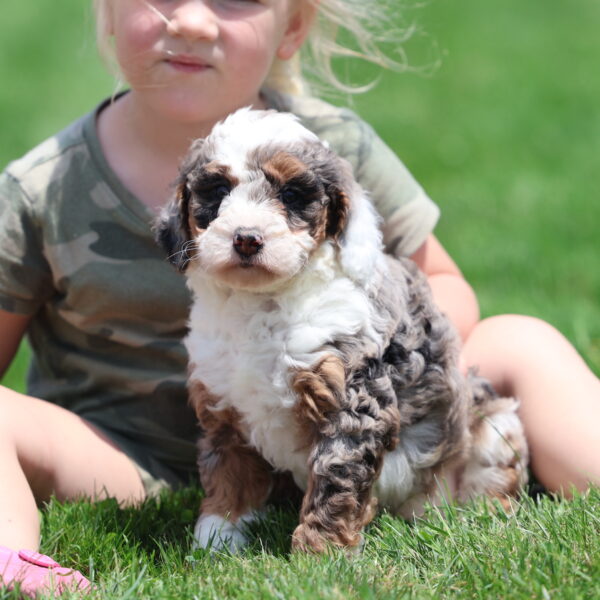 merle puppies for sale