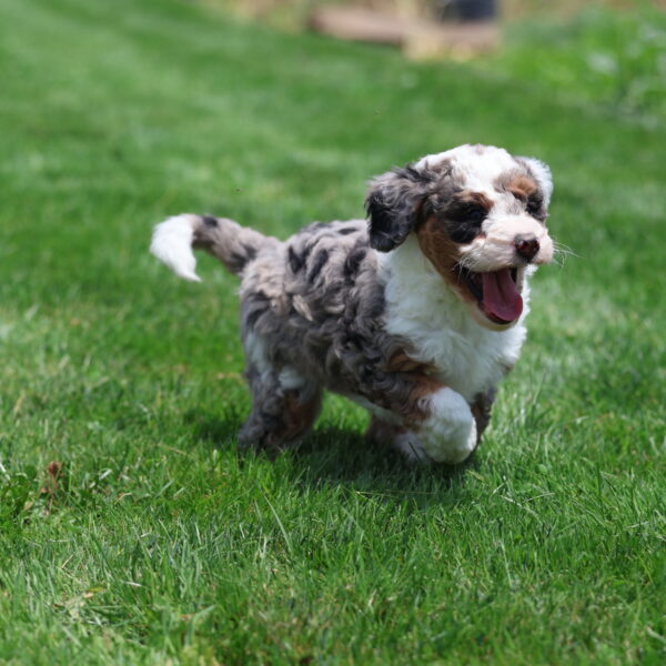 mini bernadoodle